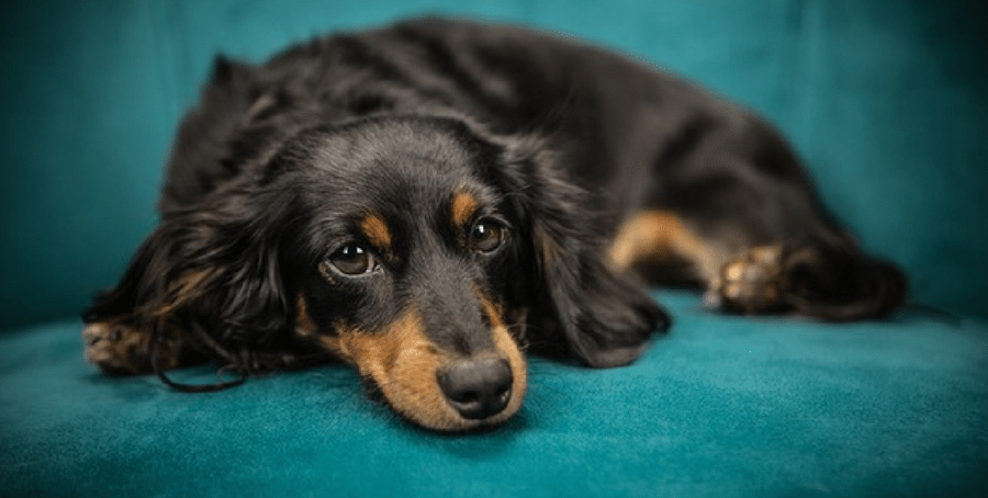 sleeping dog