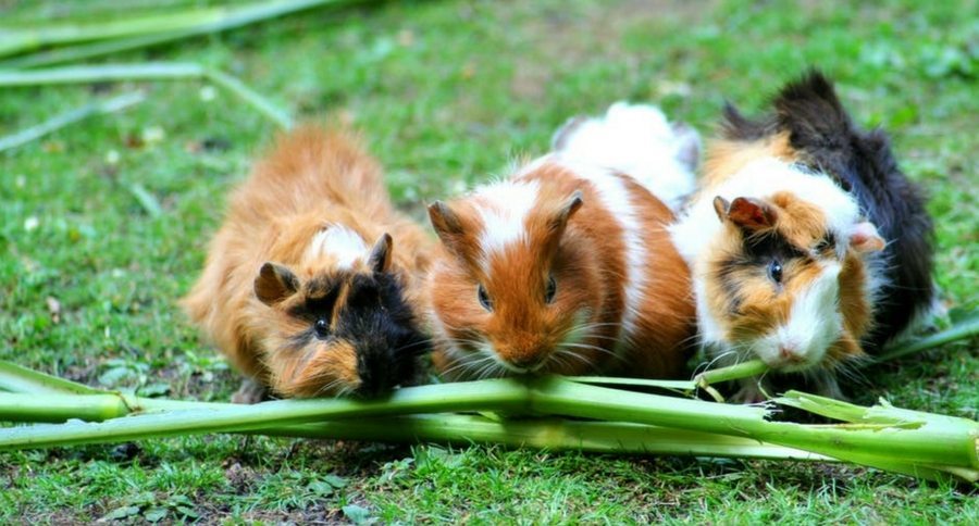 Guinea Pigs