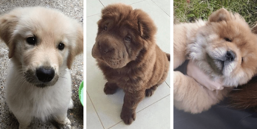fluffy puppy
