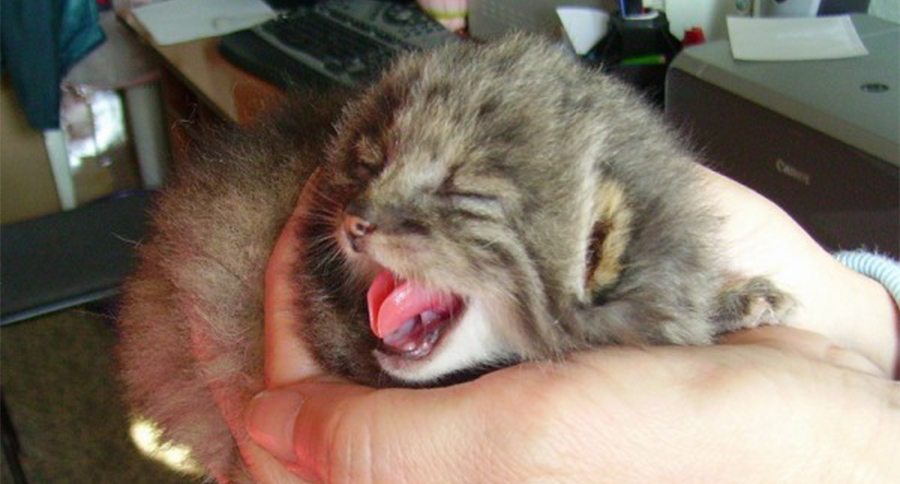 Palla's cat kitten
