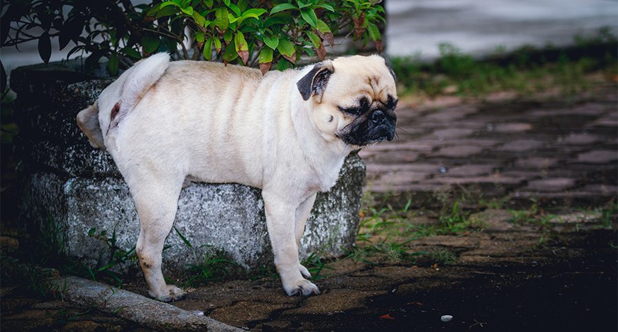 pug peeing