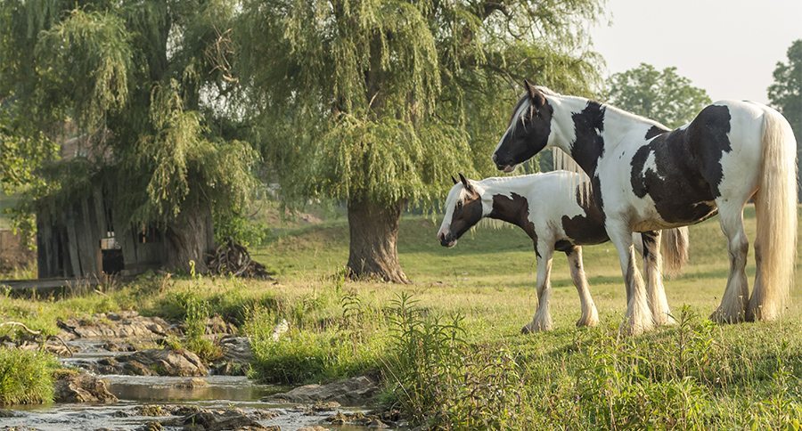 Gypsy Vanner Horses