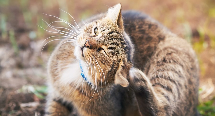 Domestic cat with blue collar scratching head in the garden