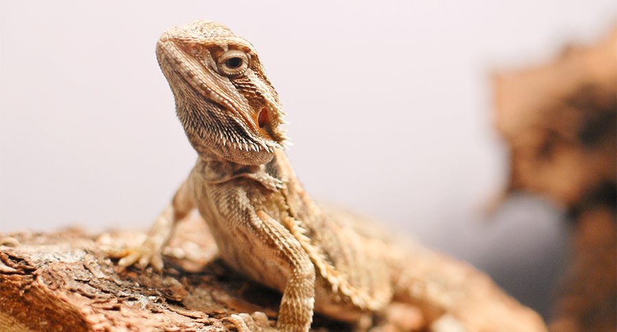 Bearded Dragon Sitting on Wooden Log