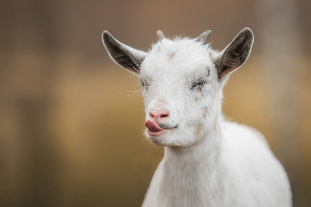 Baby Goat Names