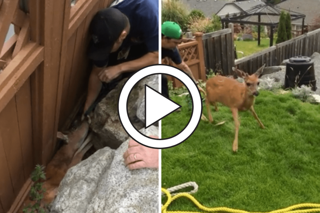 Firefighters Rescue Deer