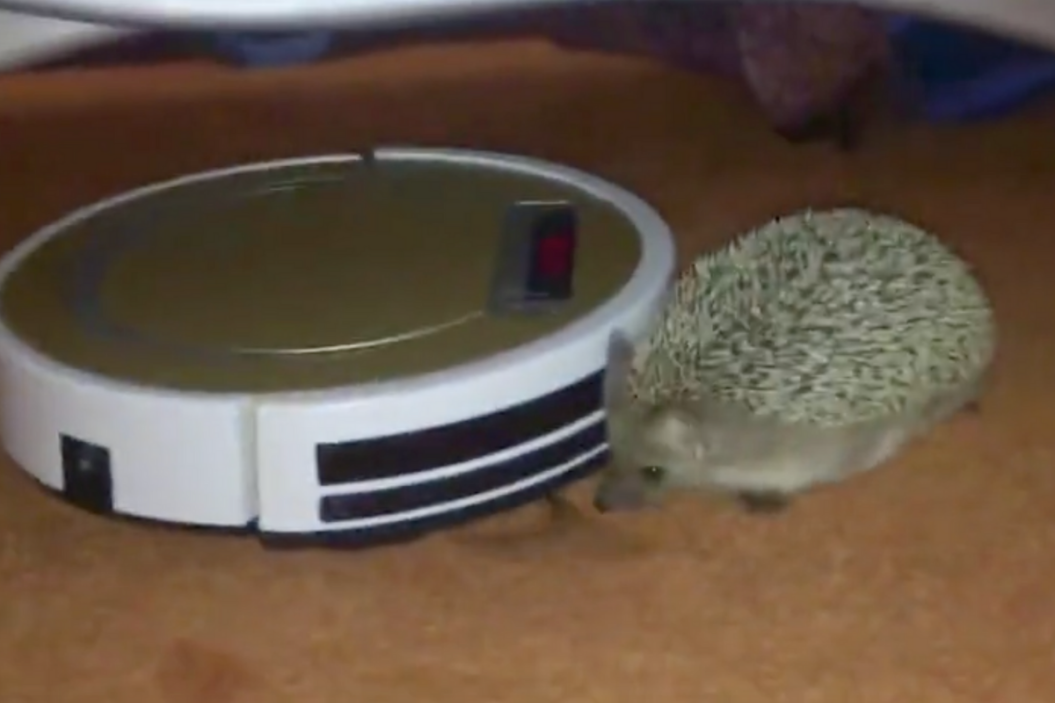 Hedgehog takes on vacuum cleaner.