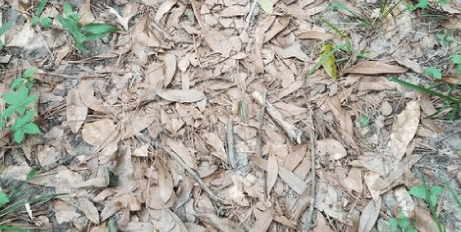 snake