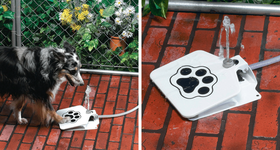doggie fountain