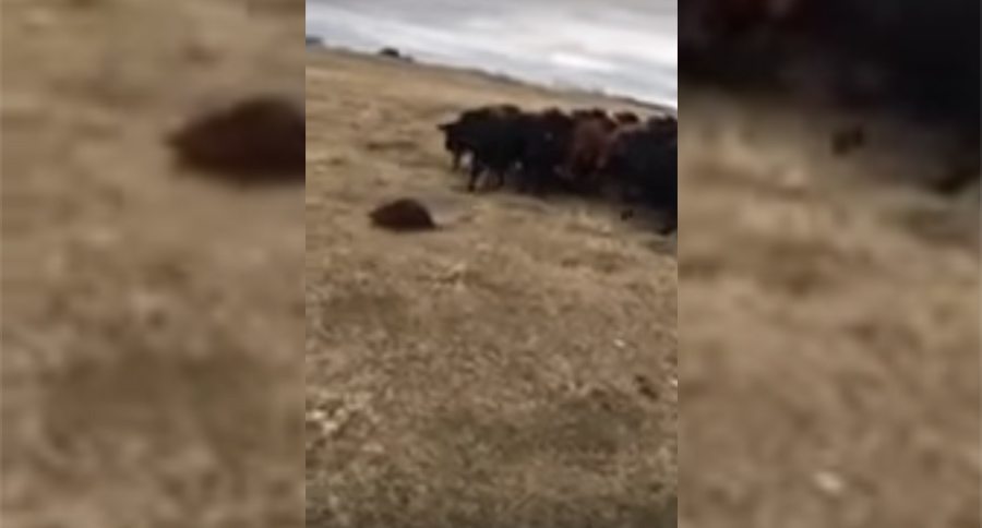 beaver and cows