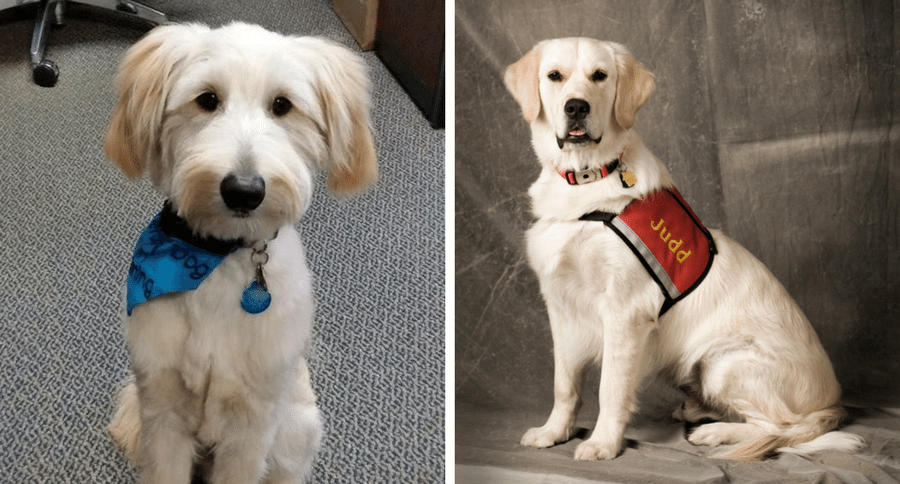 grief therapy dogs