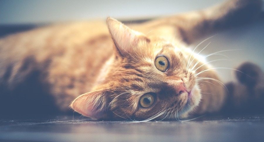 Tabby Cat