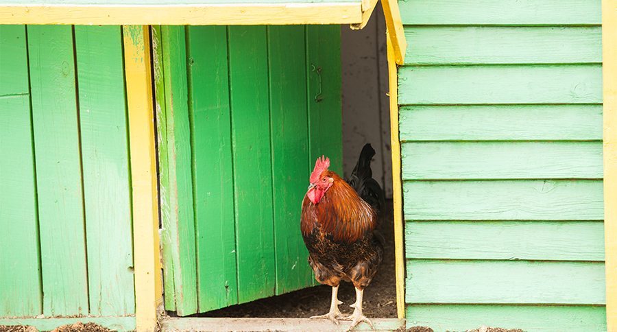 Rooster on traditional free range poultry farm