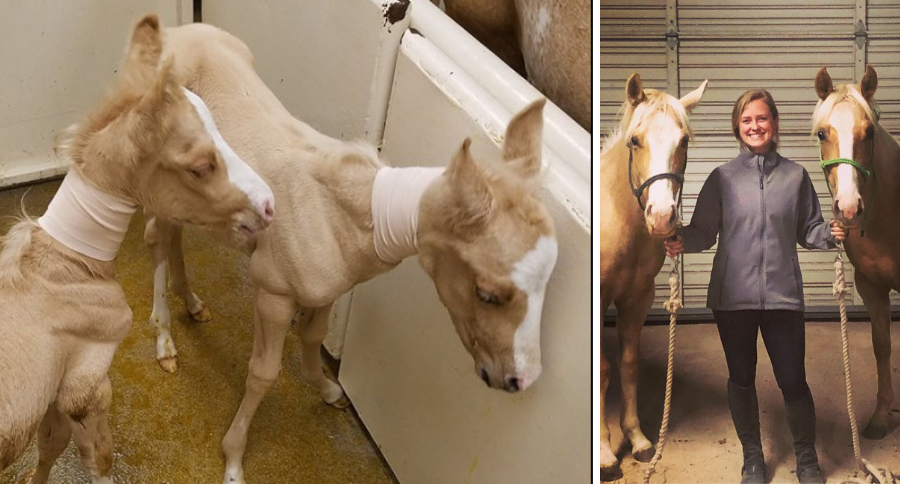 Bonnie Clyde Rare Horse Twins