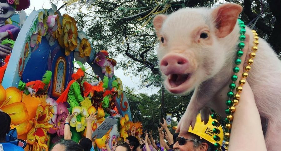 Hank the Mini pig