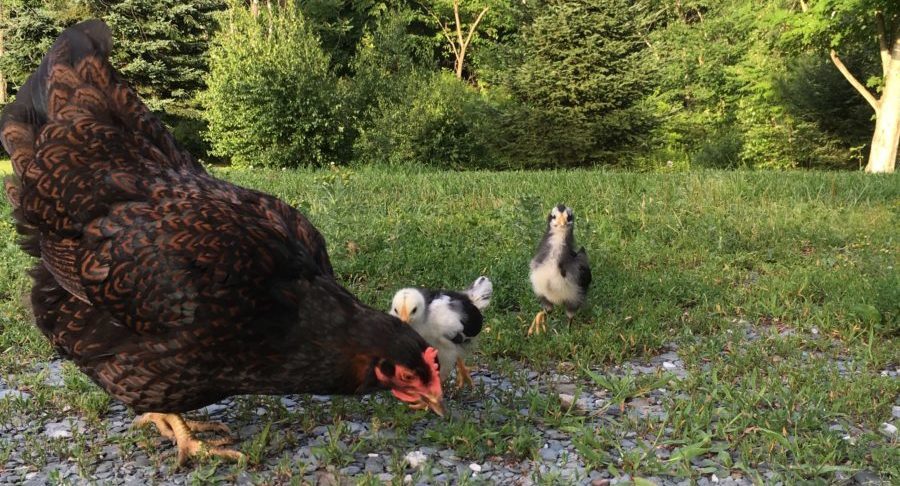 Barnevelder chicken