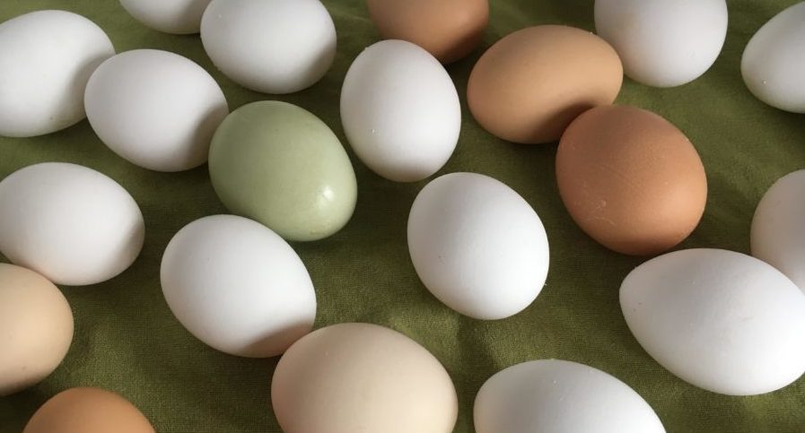 free range eggs