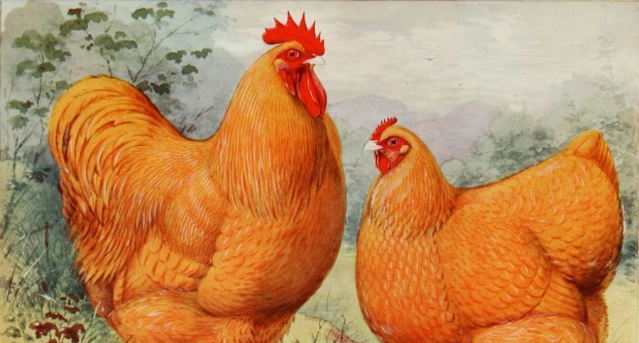 Heritage Chicken