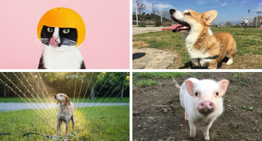 pet of the week
