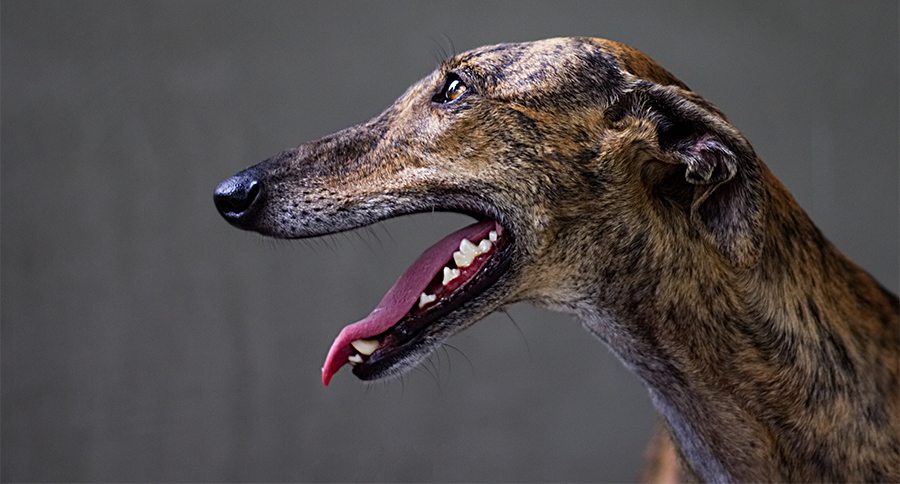 Greyhound