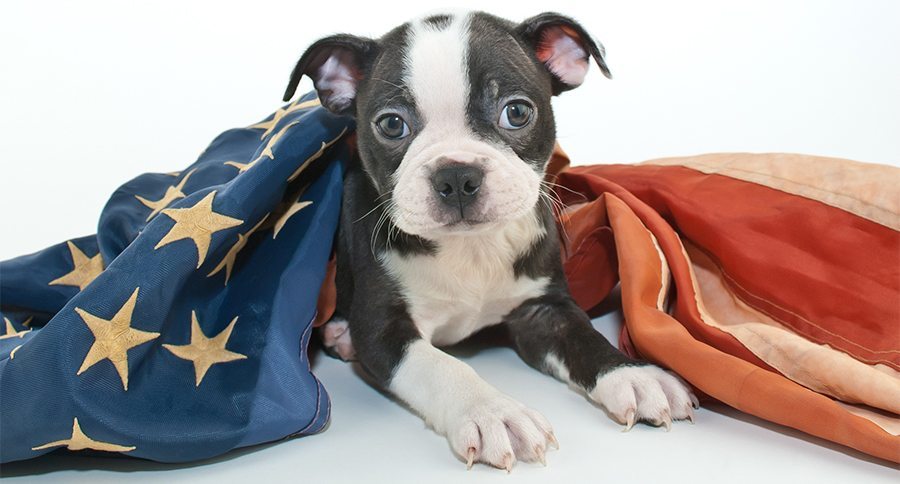 Cute Boston Terrier puppy laying down with an American flag draped over him, on a white background.
