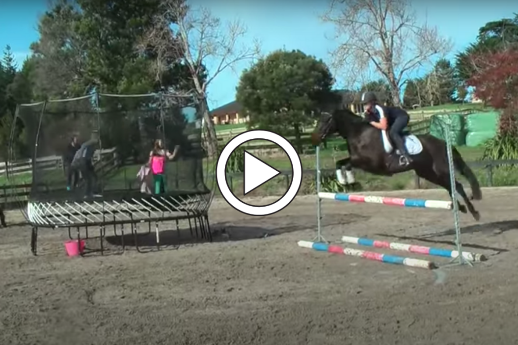 Bombproof horse facing chaos.