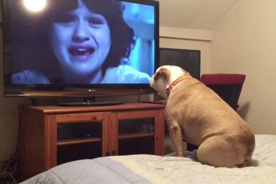 Bulldog Watches Scary Movie