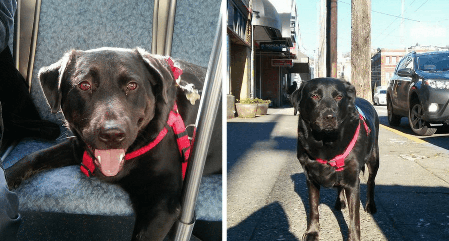 dog on the bus
