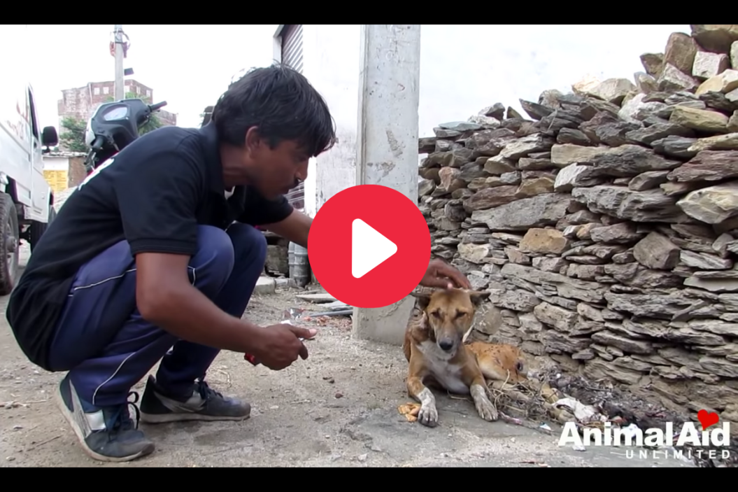 Paralyzed Dog Rescued