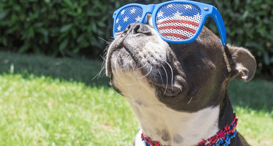 Patriotic Dog