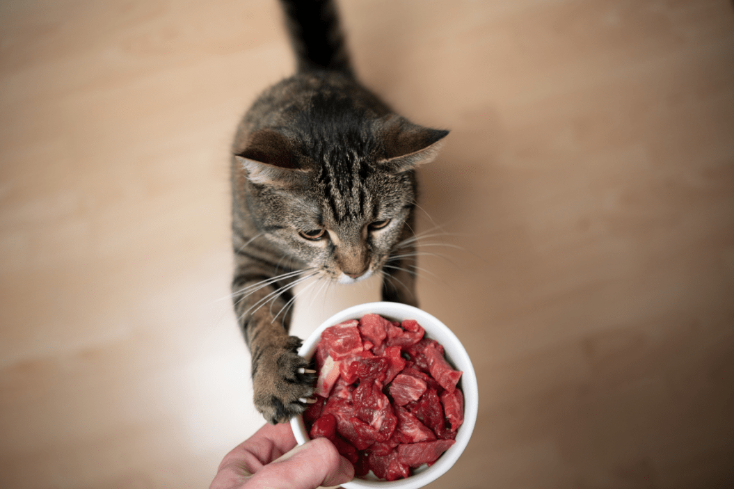 homemade cat food
