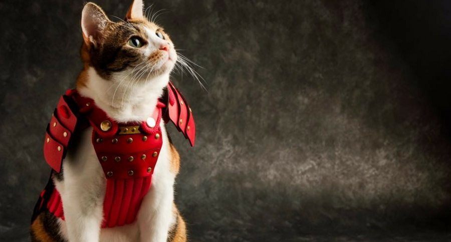 Cat samurai