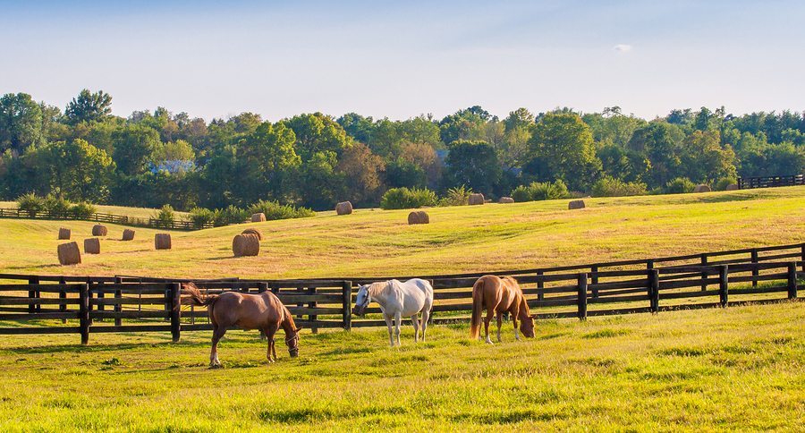 Horses