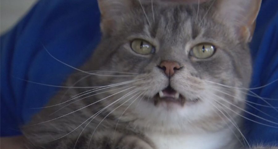 cat