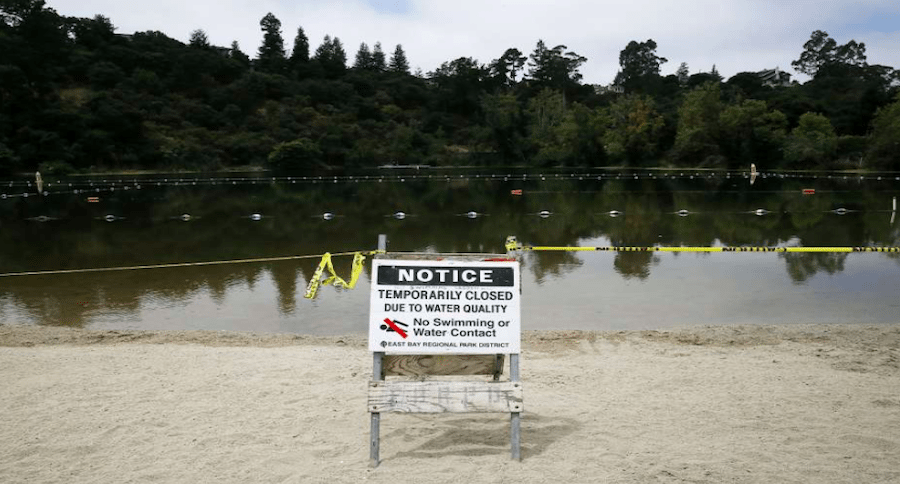 algae danger