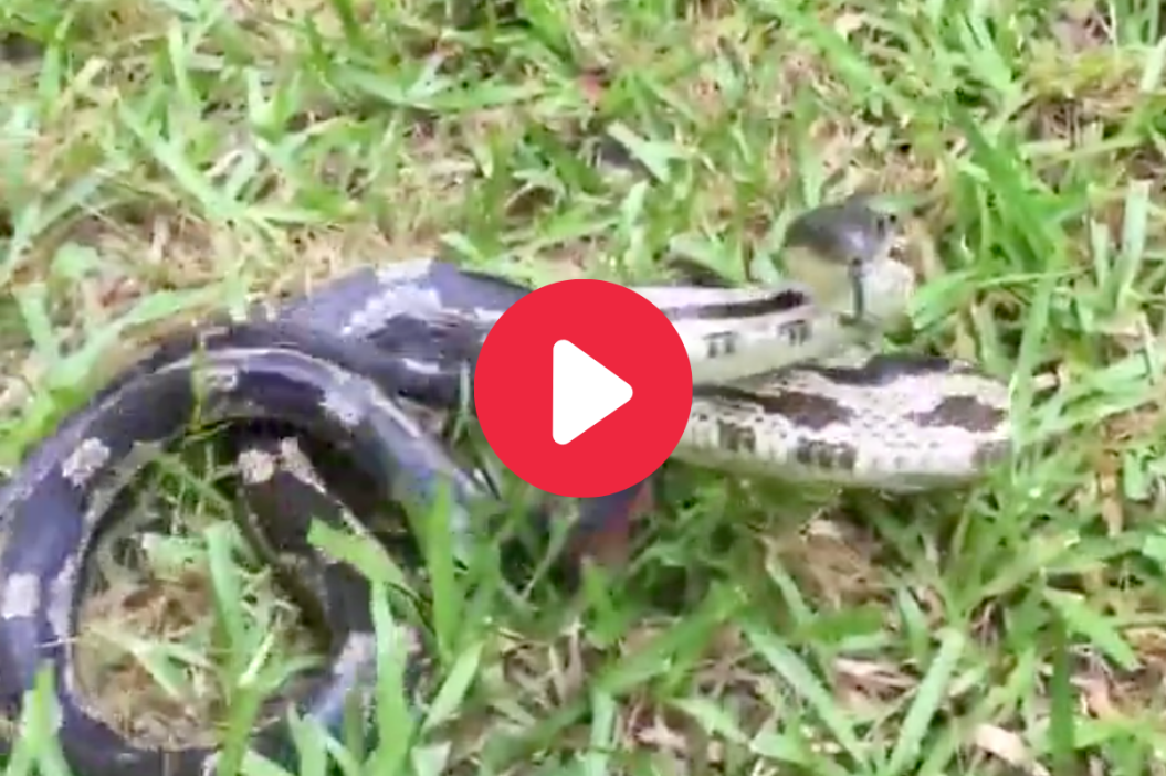 Snake Attack on video.
