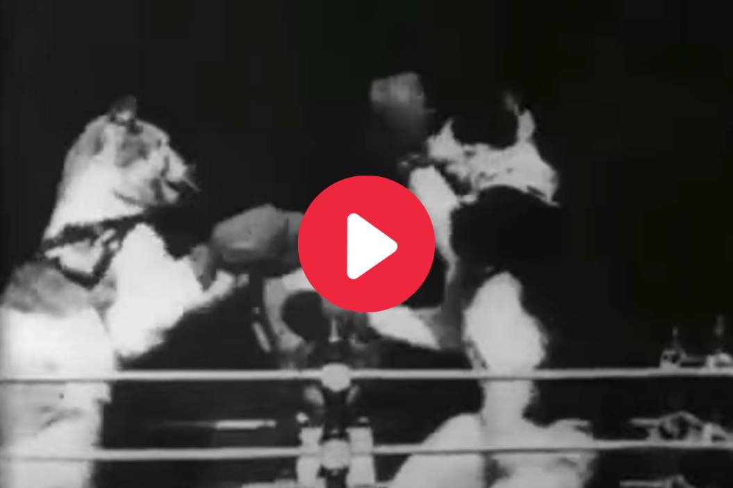 Thomas Edison, Boxing Cats
