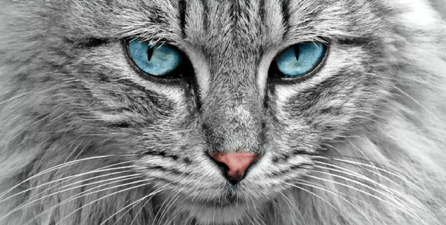 Cat Whiskers
