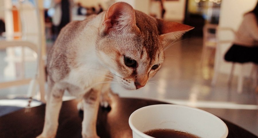 Cat Cafe