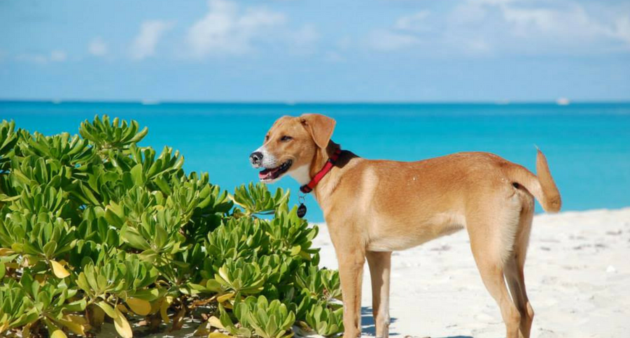potcake pup on beautiful beach