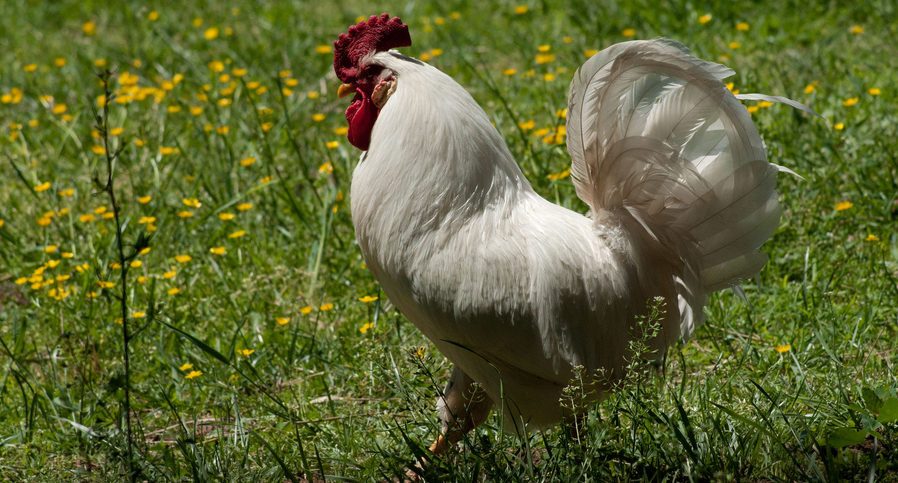 Backyard Chickens