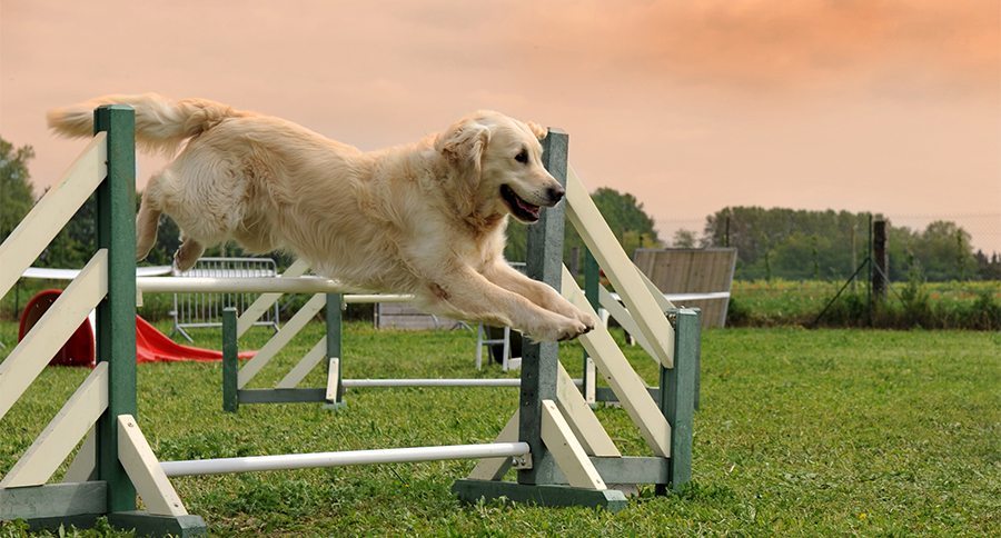 Dog Agility