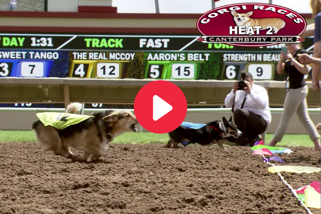 Corgi Racing at Canterbury Park.