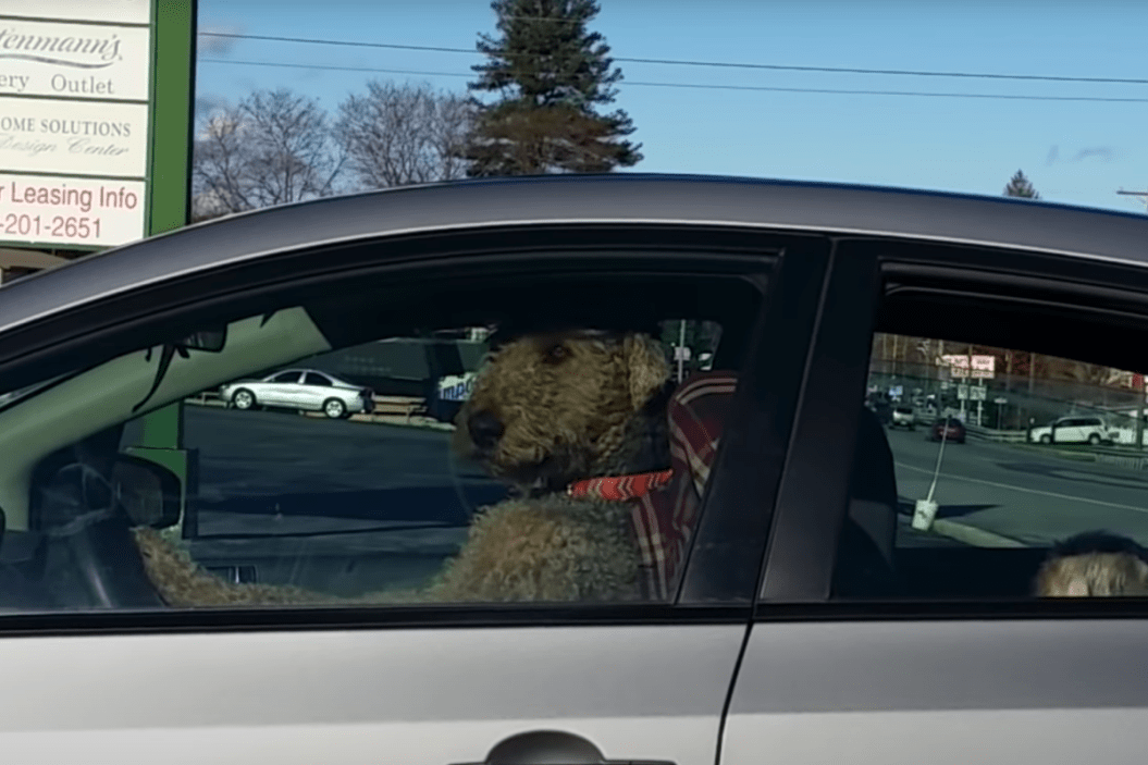 Dog Honks at Owner
