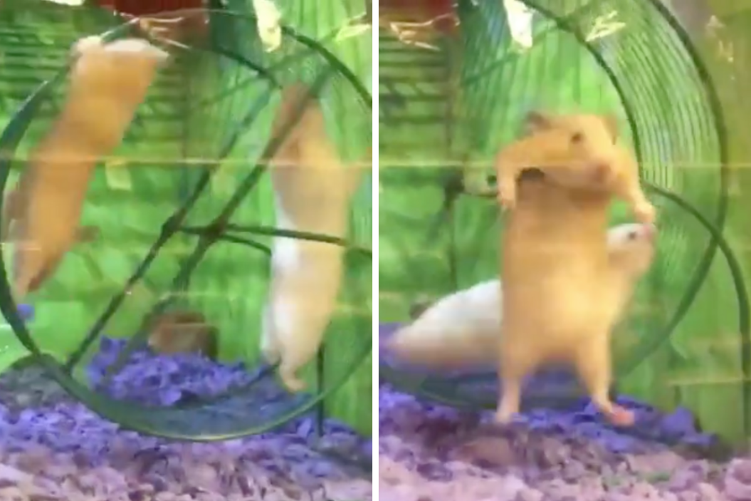 Hamster gets stuck on wheel.