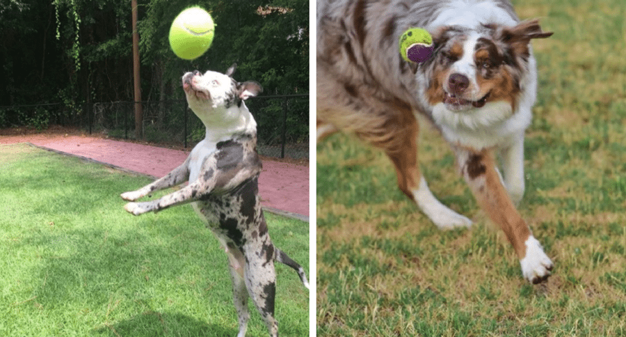 dog fetch fail