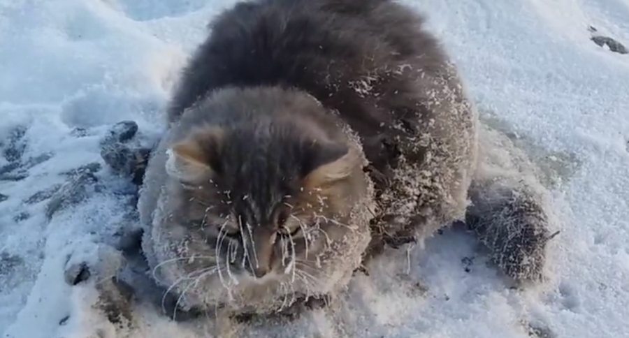 Frozen Cat