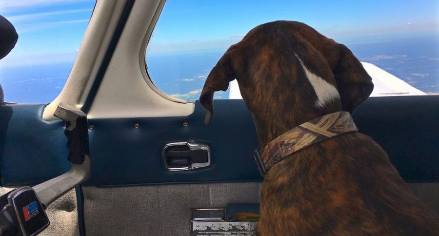 dog plane