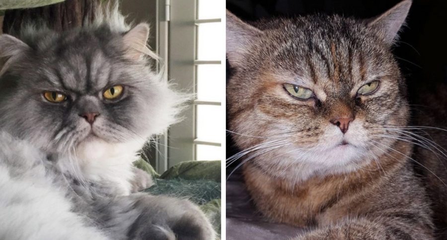 grumpy cats