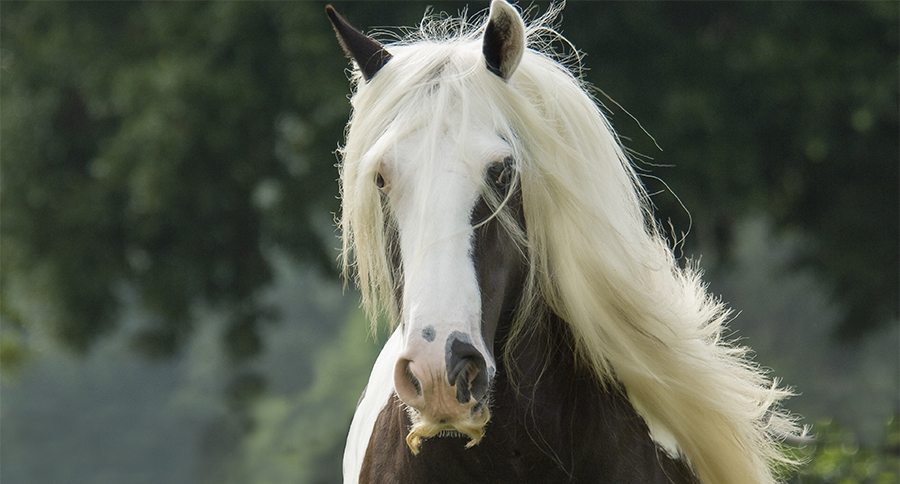 Gypsy Vanner Horse mare sporting extreme mustach